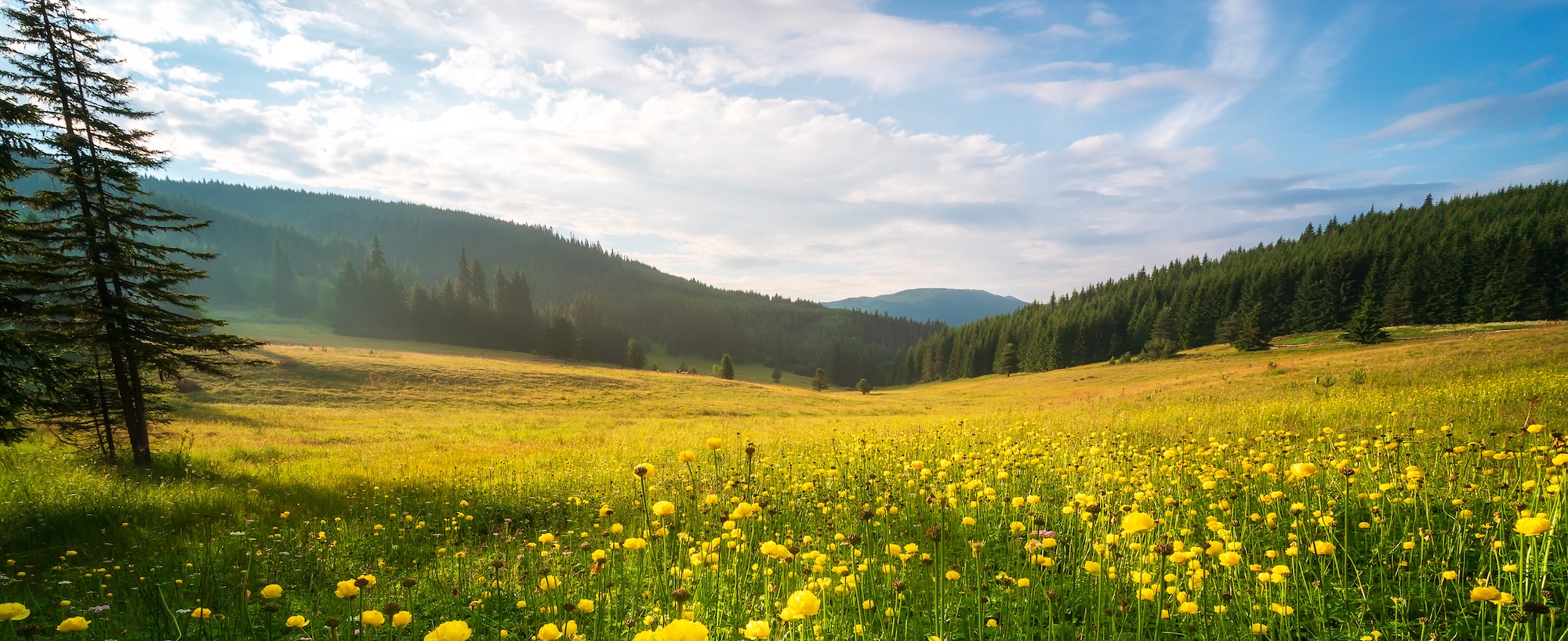 Sommerliche Bergwiese mit Wald und weitem Himmel